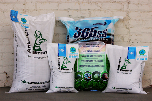 365ss Kentucky Bluegrass