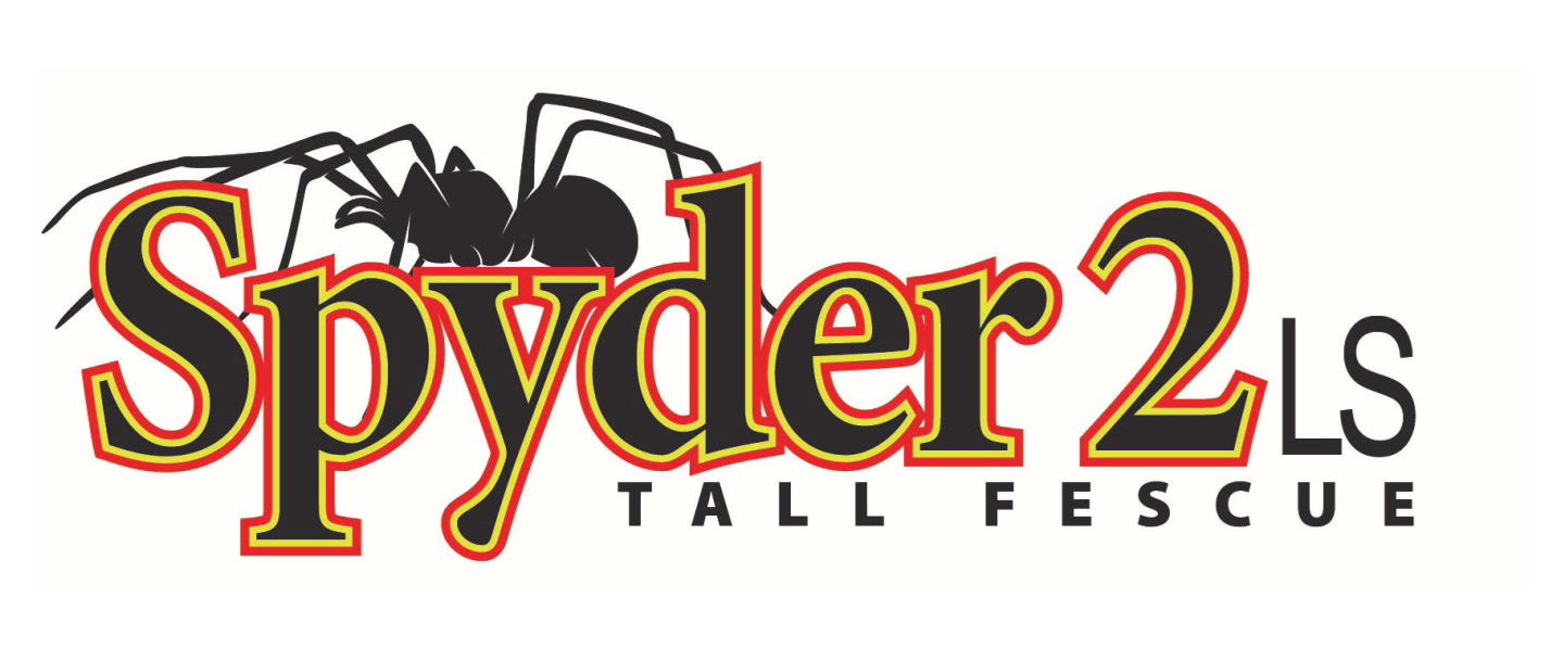 Spyder 2LS Tall Fescue
