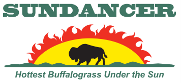 Sundancer Buffalograss (3 LB Bags)