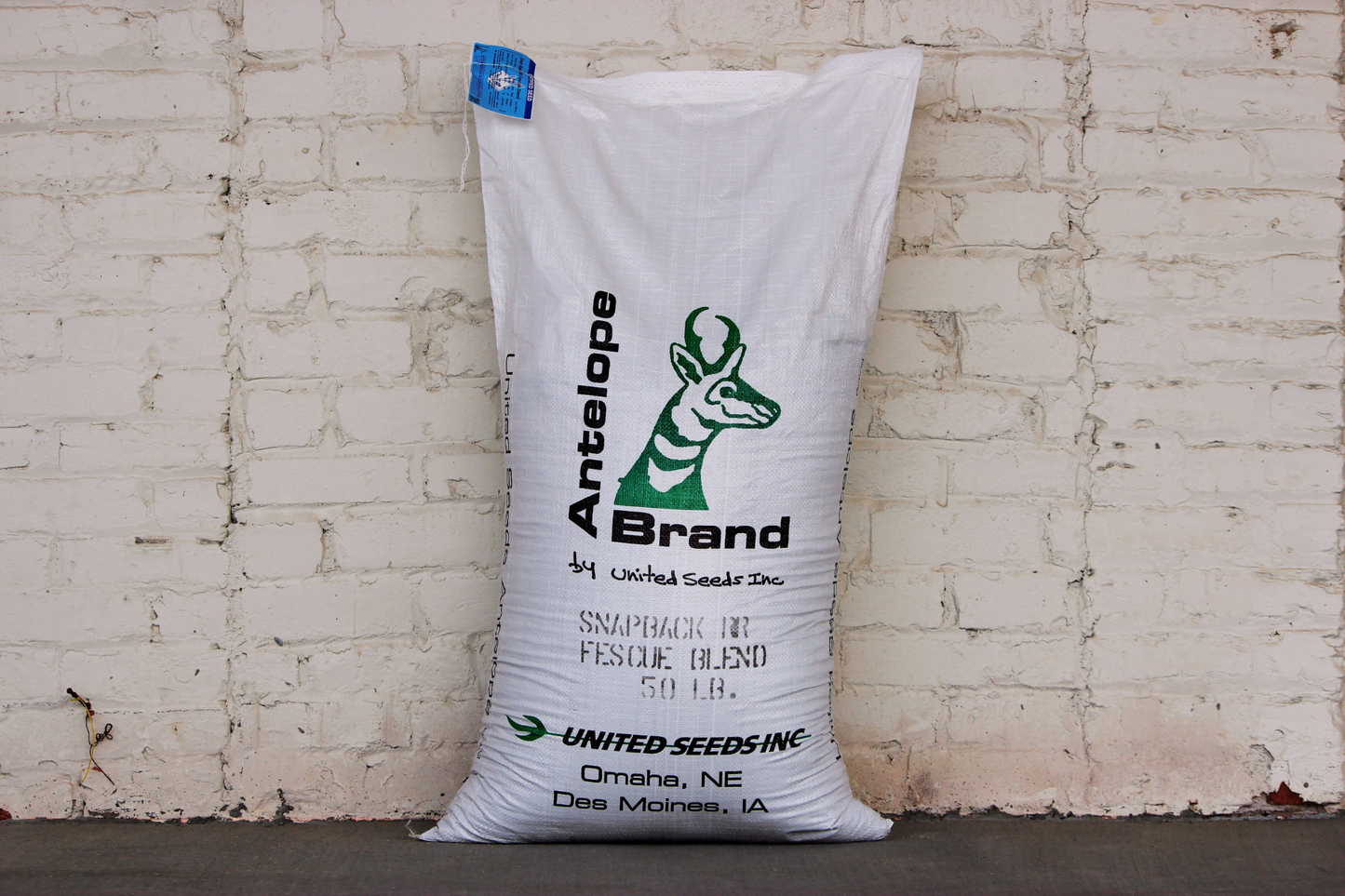 Snap Back Tall Fescue Blend